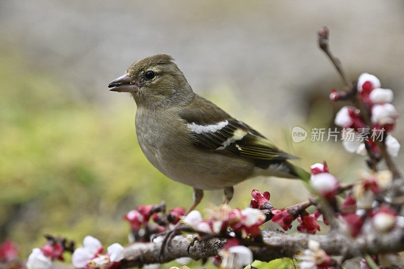 雌性雀鹬（Fringilla coelebs）